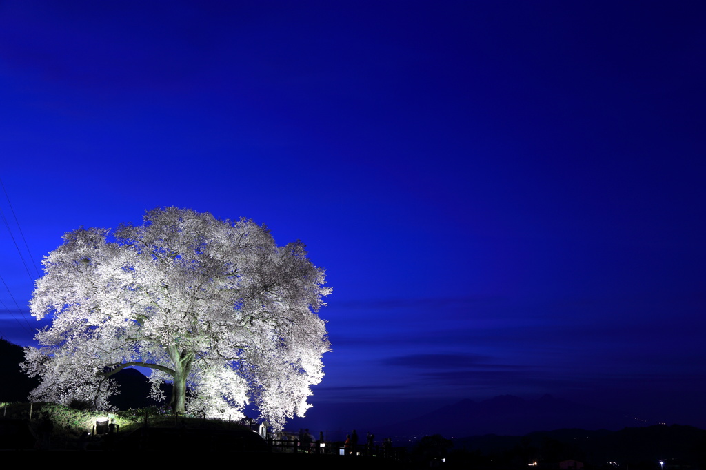 わに塚の桜