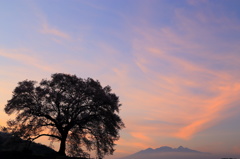 ワニ塚の桜の桜と夕焼け