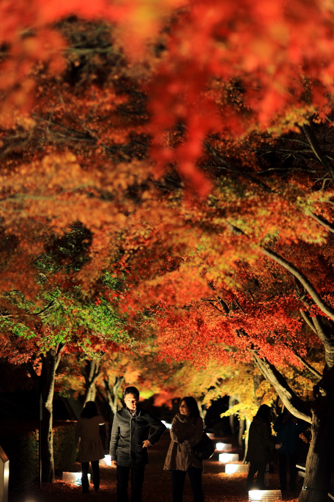 紅葉ライトアップ