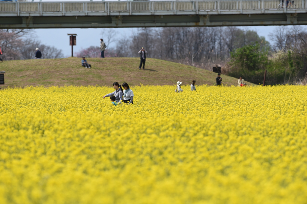 菜の花に囲まれて