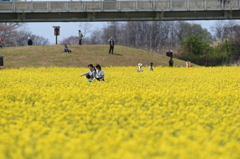 菜の花に囲まれて