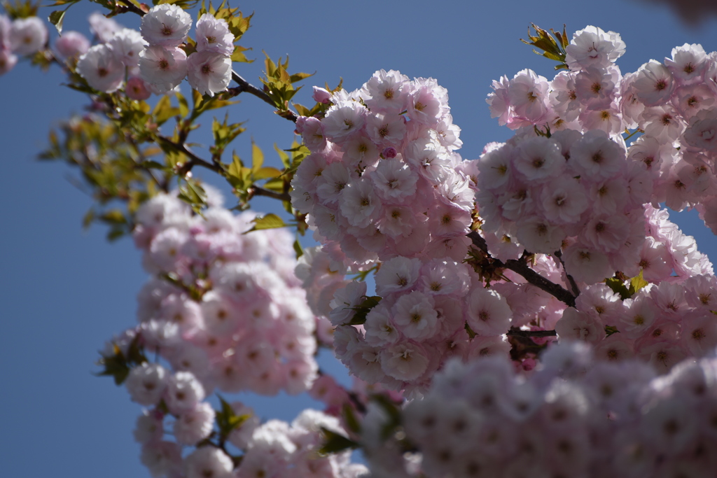 八重桜