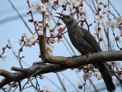 春が来た