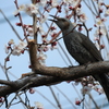 春が来た