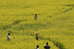 菜の花街道