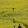 菜の花街道