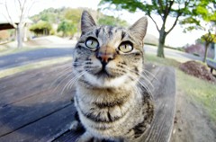 何かくれるの？