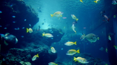 美ら海水族館