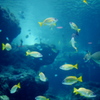 美ら海水族館