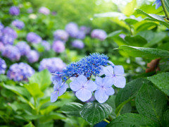 雨の中の紫陽花