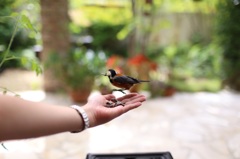 ヤマガラちゃん