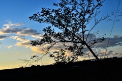夕焼けと逆光