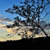 夕焼けと逆光