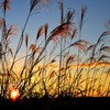 ススキと夕焼け3