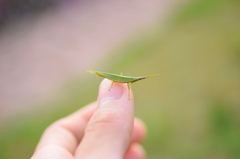 これでも大人
