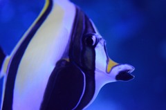 ツノダシ