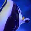 ツノダシ