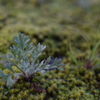 苔の絨毯