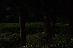  firefly