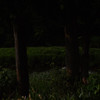  firefly