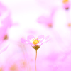 コスモスの中に一輪の秋桜