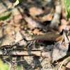 音速の捕食者