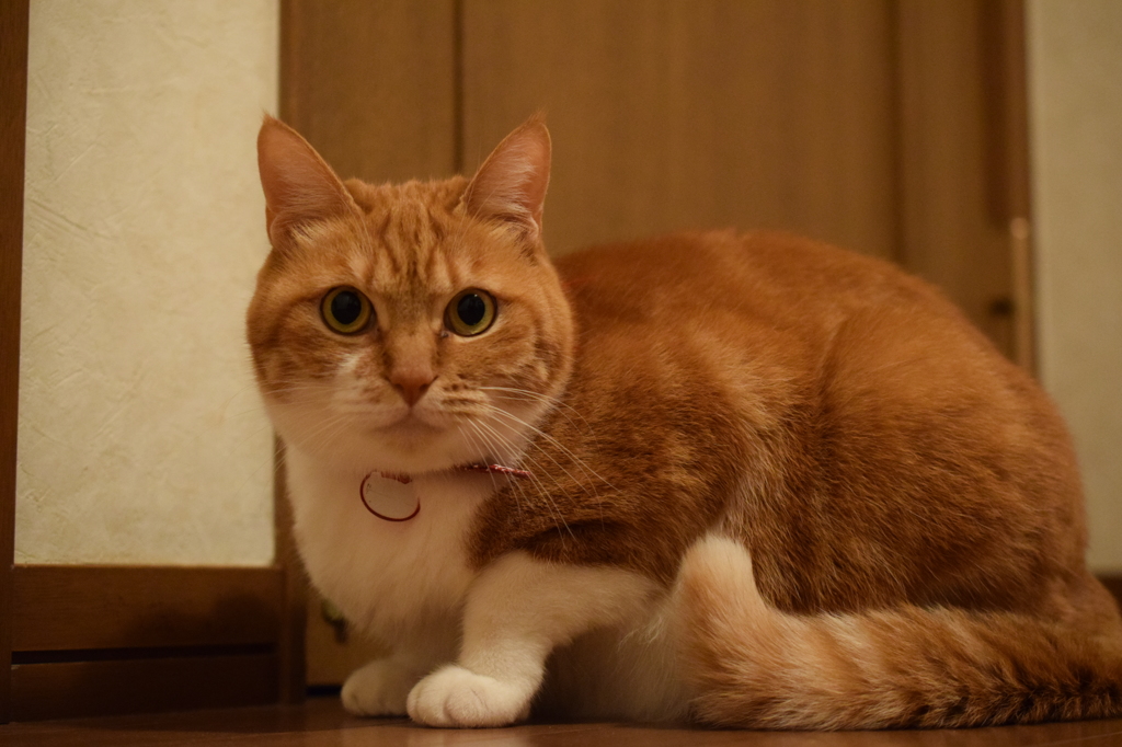 実家の猫ちゃん
