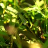 ええ？なんだってぇ？？