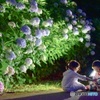 夜…ふたりと紫陽花
