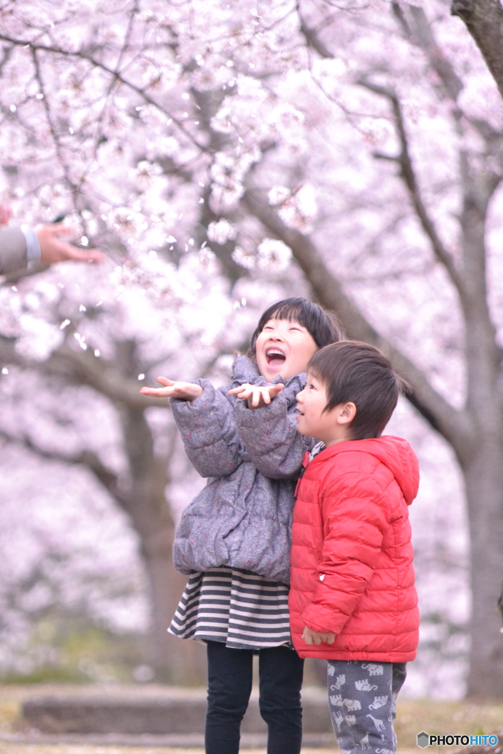 桜散る…偽造