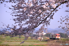 桜の間から…