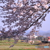 桜の間から…