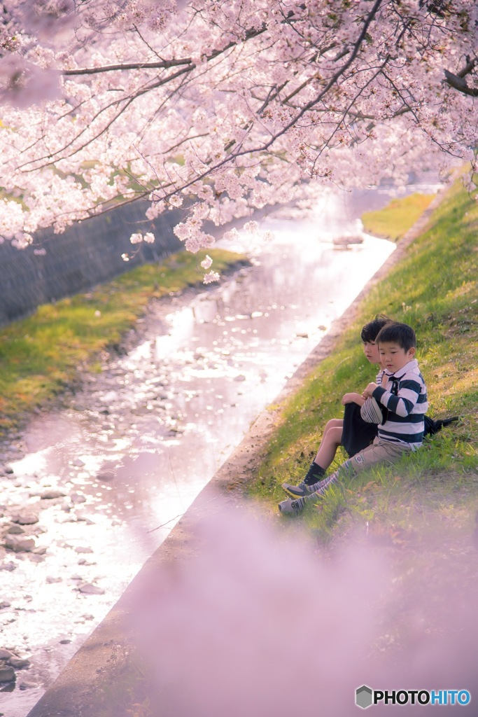 光溢れて、桜咲く