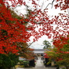 光明寺の紅葉③