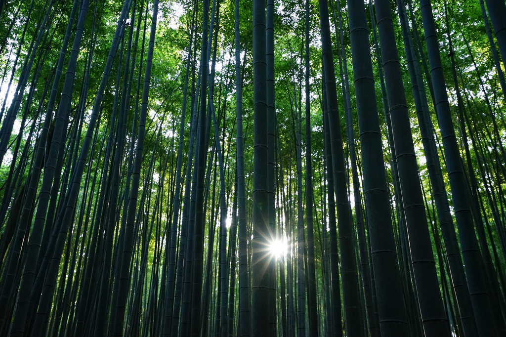 朝日射す竹林