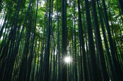 朝日射す竹林