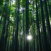 朝日射す竹林