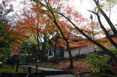 縣井観音と紅葉