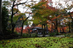 苔と落ち葉と紅葉