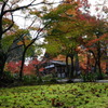 苔と落ち葉と紅葉