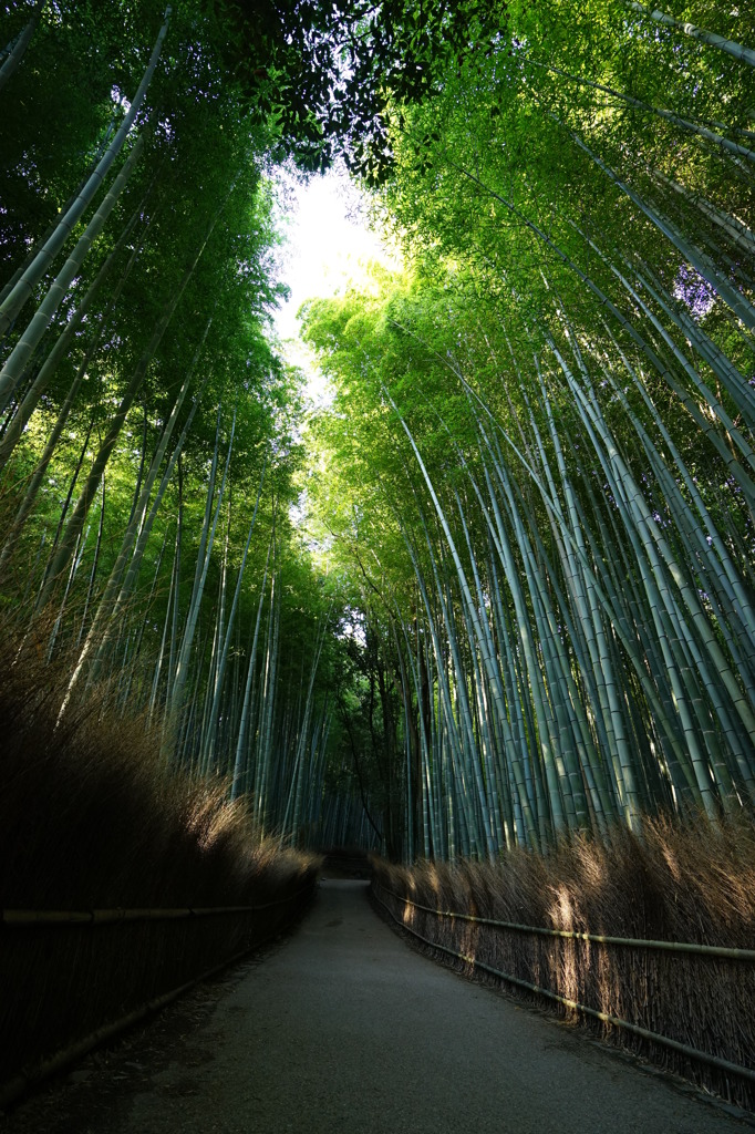 竹林の小径