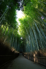 竹林の小径