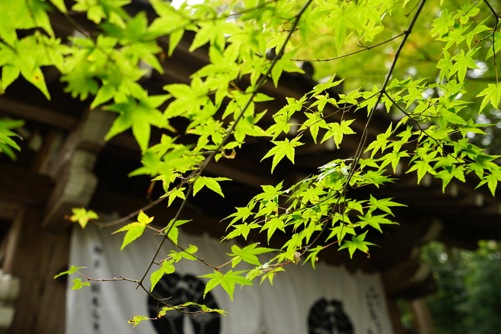 光明寺の紅葉②