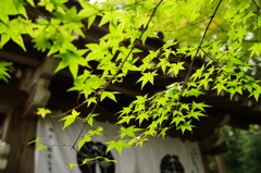 光明寺の紅葉②