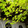 光明寺の紅葉②