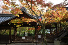 回廊と紅葉