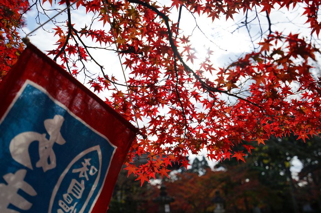 茶所から見た紅葉