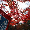 茶所から見た紅葉