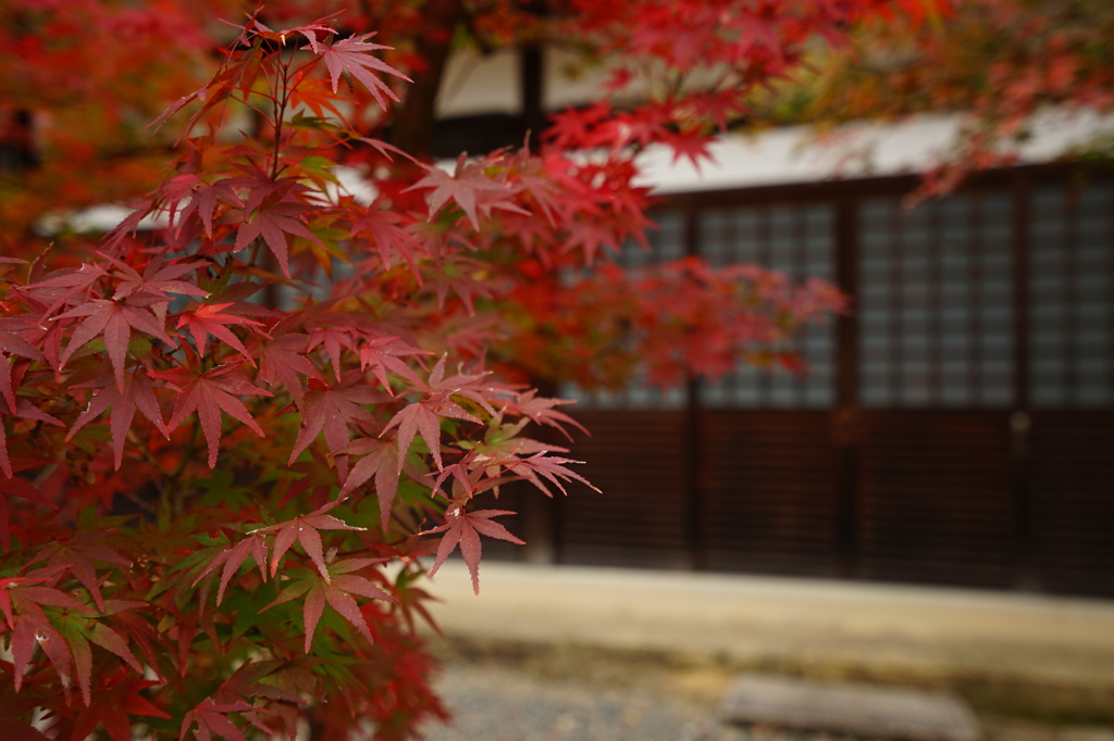 光明寺の紅葉①