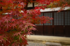 光明寺の紅葉①